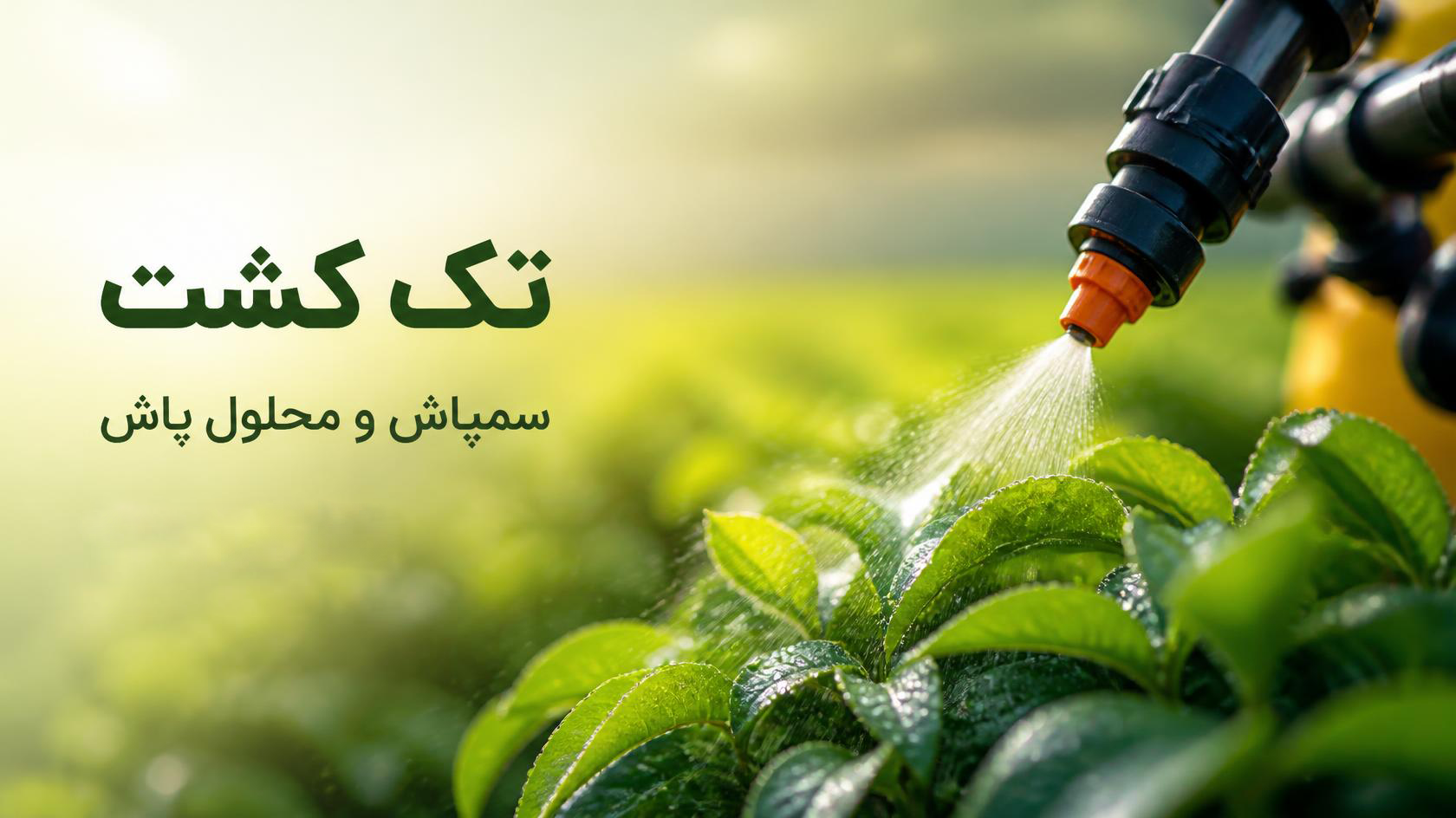 سمپاشی و محلول پاشی